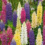 Fleurs - Lupin de Russel Varié - face recto